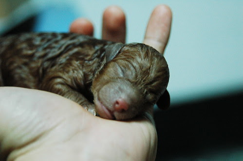 MuMu's Babys - 06