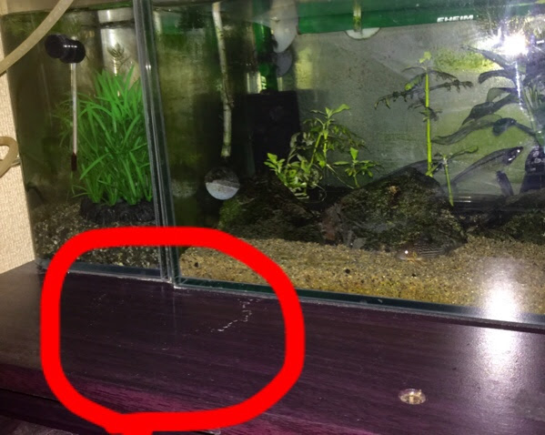 恐怖の水漏れナイトフィーバー かわいかったので連れて帰った