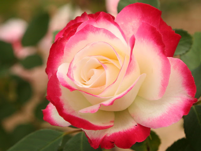 Red, pink, white rose. My favorite rose, a Cherry Parfait, is showing off 
