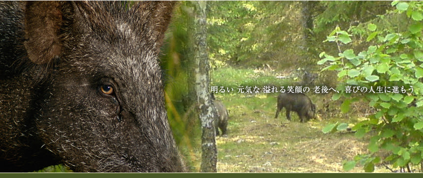 滋賀県 湖南市三雲 紅葉やひろた 猪肉 鹿肉専門店 通信販売