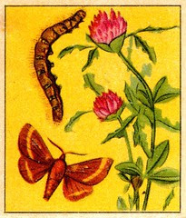 naturainsectes012