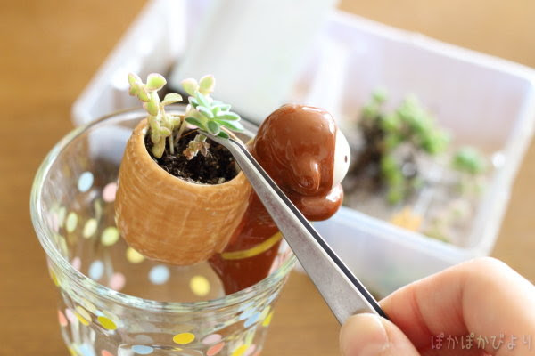 テーブルの上の 底面吸水ポット しっぽんに多肉植物を寄せ植えしてみた 最近の庭の様子 ぽかぽかびより レシピ 作り方 コツ Powered By ライブドアブログ