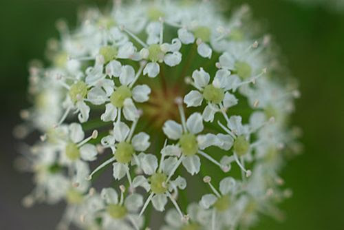 １月７日の誕生花は 芹 せり 花言葉集 楽天ブログ