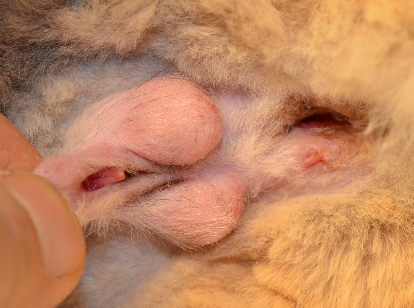 症例紹介 やまざき犬猫病院