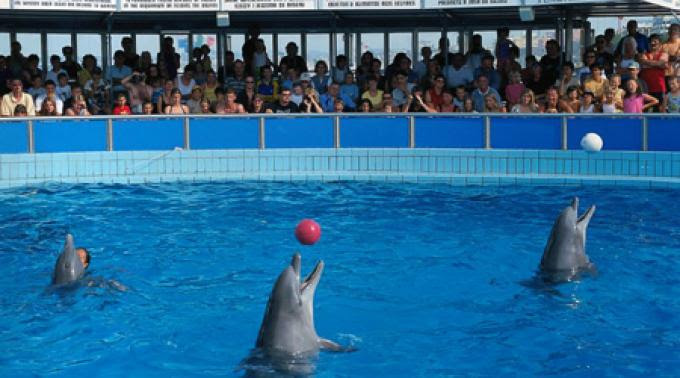 Battuto delfinario di Rimini, confermato sequestro!