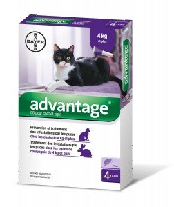 Antiparasitaire Pour Chat Quels Anti Puce Et Anti Tique Choisir Jardingue