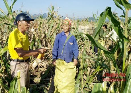 Ho tro 50% tien giong chuyen dat hai lua trong mau vu dong - Anh 4