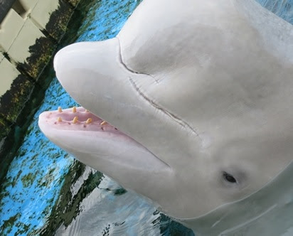 横浜 八景島シーパラダイス キッズ体験隊 Vol 2アクアリゾーツ ふれあいラグーンで海の動物たちとふれあう 毎日楽しく