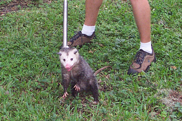 What are some ways to kill an opossum in the yard?