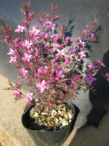 ボロニア ギョクリュウバイ エリカ ツルコケモモの植え替え するめを食べながら覚え書き