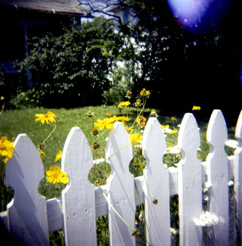 Holga flowers