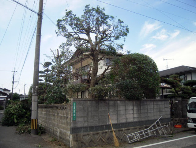 ヤマモモ 楊梅 庭造りや生垣などの植木のご相談はガーデニング庭造り相談所へ
