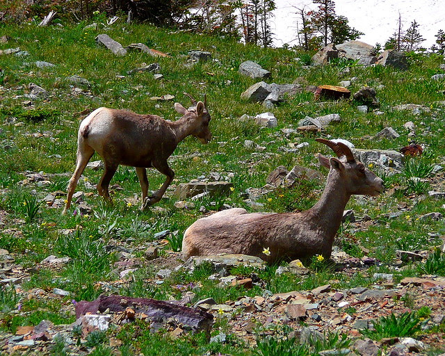 P1160617 Bighorn Sheep on Ptarmigan Tunnel Trail