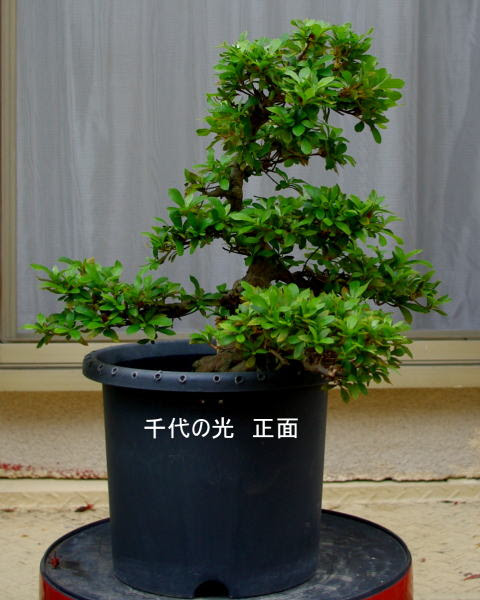 皐月の再生記録