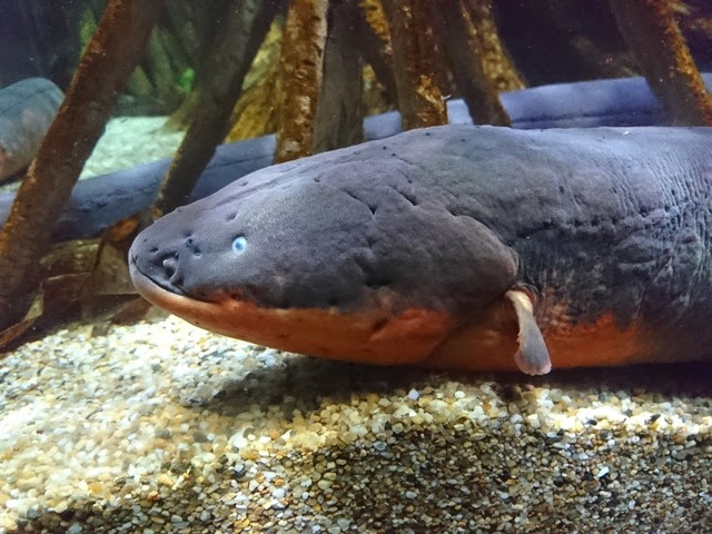 ビリビリ 感電注意 デンキナマズ の飼育方法は 熱帯魚 アクアリウム情報マガジン