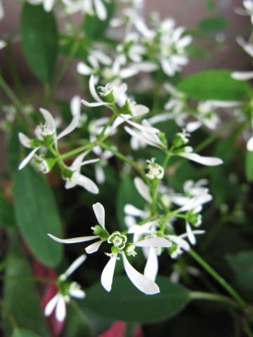 非耐寒性ユーフォルビア の育て方と栽培記録 花とパンとおしゃべり