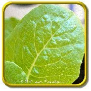 Jericho' - Jumbo Romaine