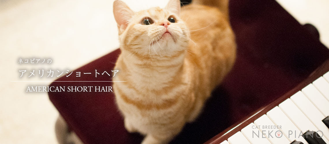 東京都猫ブリーダーのネコピアノ アメショーの子猫販売