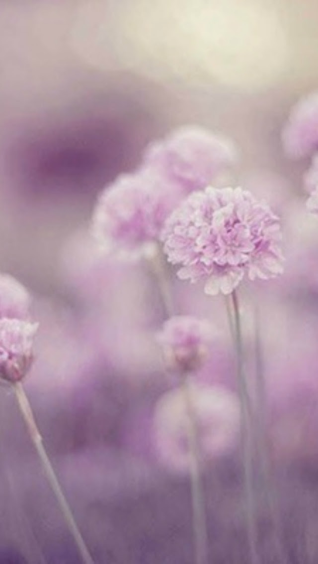 Wallpaper Iphone用壁紙27枚 14 07 08 花 木 Bitzedge