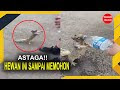 Mengharukan!!! 10 Hewan Yang Meminta Pertolongan Pada Manusia
