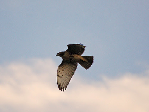 Red-Tail Fledgling over Morningside Park