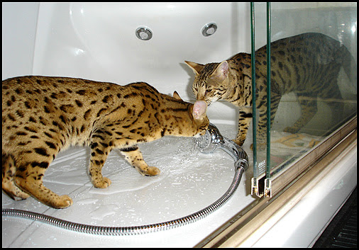 Savannah Syminou Felins Exotiques