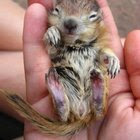 Baby squirrel... look at those feet!!!