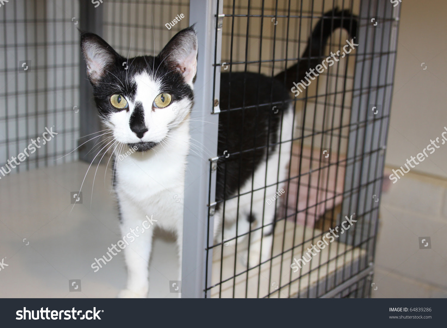  Beautiful  Friendly Tuxedo  Cat  Local Animal Stock Photo 