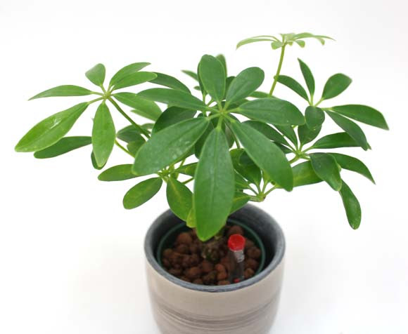 丈夫で手間いらず 観葉植物 ホンコンカポック を育てよう