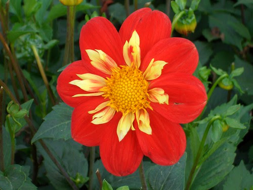 free flower pictures