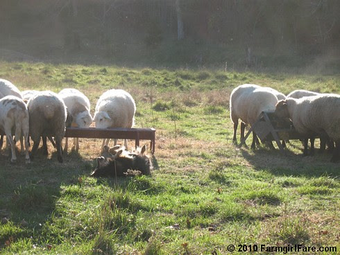 Feeding Time 16