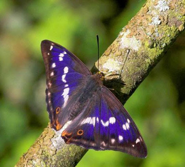 Purple-Emperor-Butterfly-2
