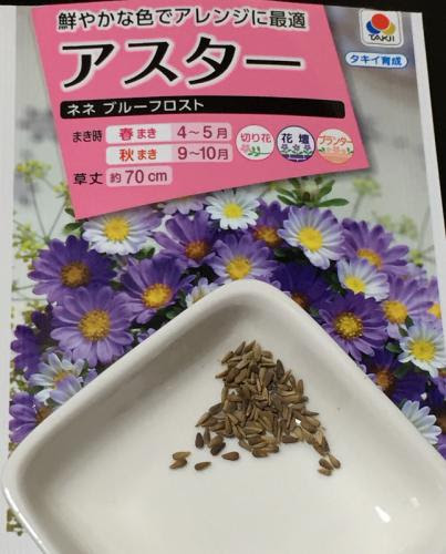 種まき アスター 品種不明