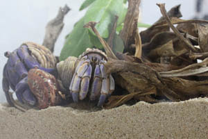 オカヤドカリの飼育方法 りゅうか商事 沖縄サトウキビ畑