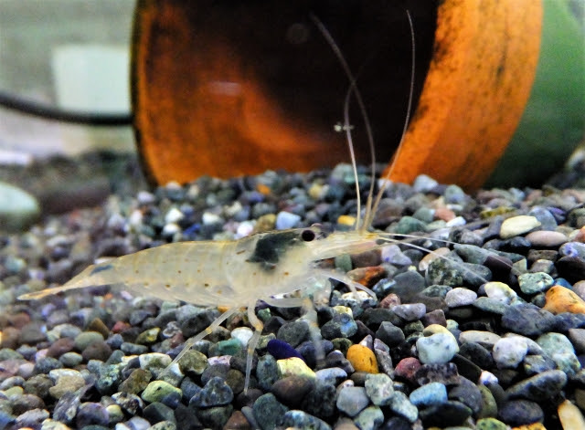 ヤマトヌマエビの飼育は簡単 ヤマトヌマエビの特徴や飼育のポイントを紹介