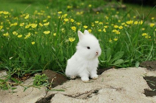 Download Cute Little Bunny Pictures, Photos, and Images for ...