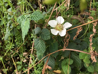 食べられる野いちご クサイチゴ おおた鍼灸院 良町漢方薬店