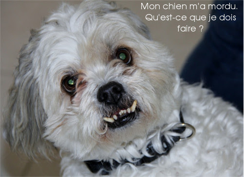 Mon Chien Ma Mordu Comment Est Ce Que Je Dois Réagir