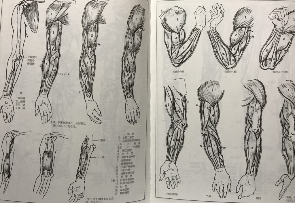 オリジナルのキャラ絵を描く為の基本 漫画を使って人体構造を理解しよう マエコのデジタル工房