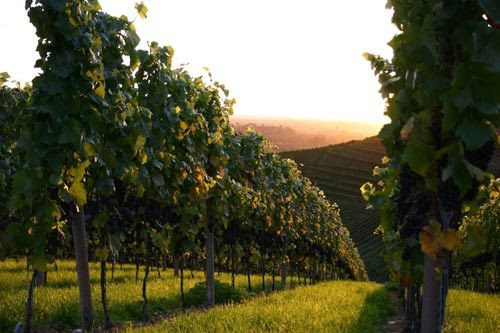 The vineyard in the morning