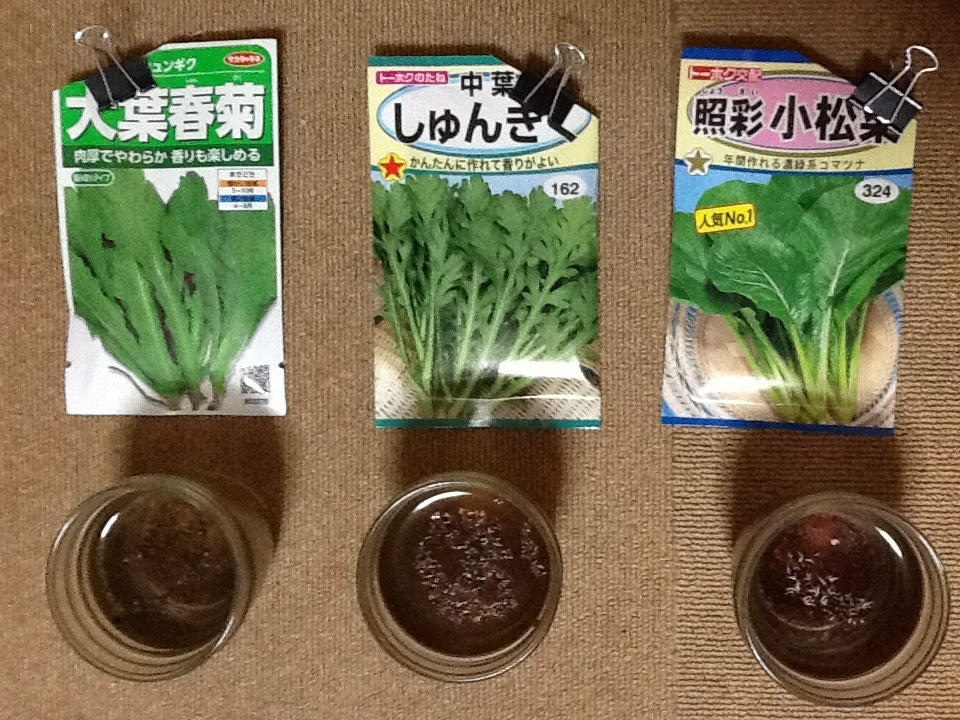 春菊小松菜種蒔き 0 7坪温室菜園 プランター栽培 趣味実益の0 7坪温室菜園 楽天ブログ