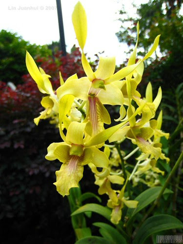 IMG_2176 - Dendrobium David Baltimore
