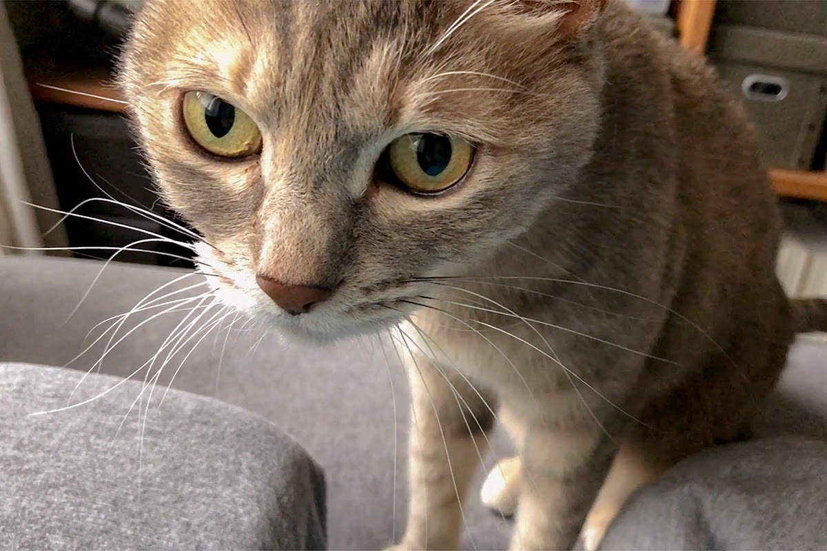猫グルーヴ モアクリ