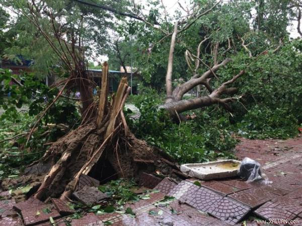  Cây lớn bị bật gốc ở TX Cửa Lò - Ảnh: Doãn Hòa 