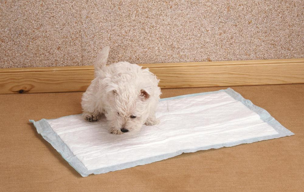 How To Train A Puppy Potty Training A Puppy House Training A Puppy ...