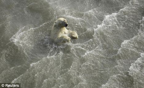  A polar bear is seen in the water 
