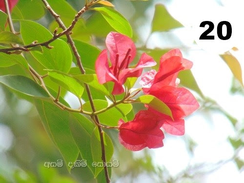 17