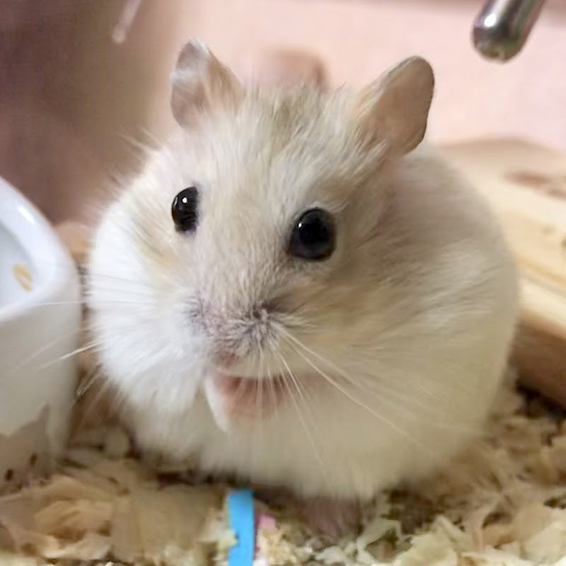 ジャンガリアンハムスターってどんな動物 特徴や毛色 性格は