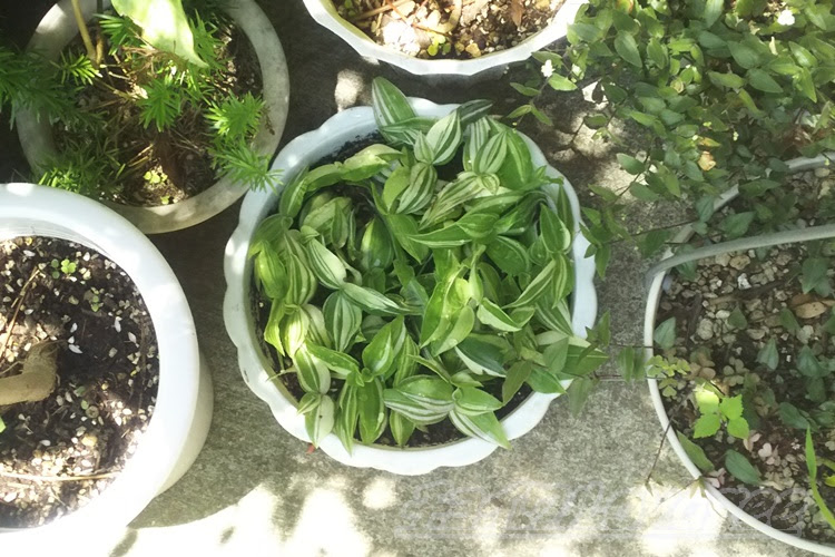 トラデスカンチアの増やし方 挿し木 茎挿し で簡単に増やせます Oyageeの植物観察日記