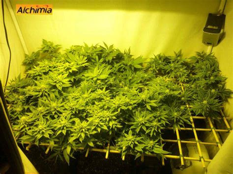 It's part folklore, part science, but companion planting just may help your garden grow. The SCROG cannabis growing system - Alchimia blog